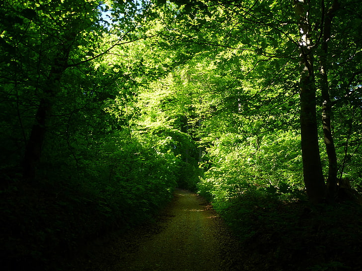green leafed tress, landscape, light green, forest, summer, foliage