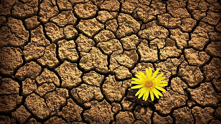 Flower, Bud, Crack, Land, Drought, flowering plant, yellow, HD wallpaper