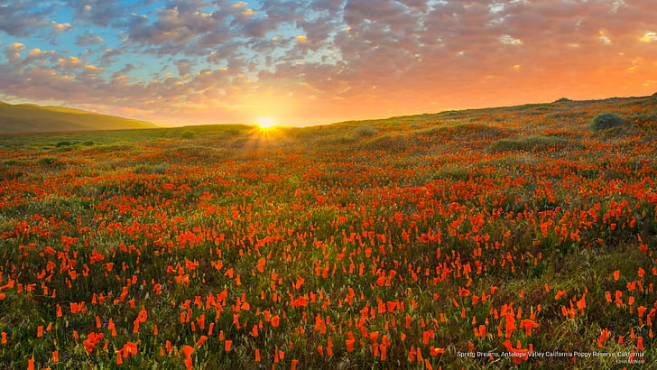Spring Dreams, Antelope Valley California Poppy Reserve, California, HD wallpaper