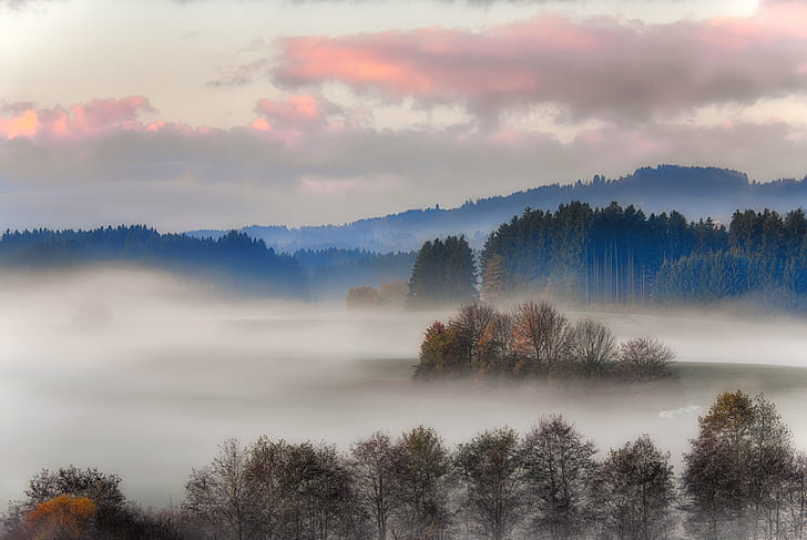 green and brown leaf trees covered with fogs  under brown and grey sky at daytime, HD wallpaper