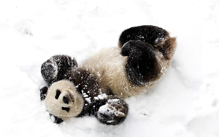 panda bear, winter, snow, white, nature, outdoors, cold - Temperature, HD wallpaper