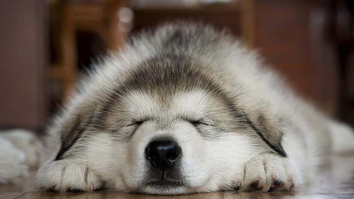 long-coated white and gray dog, animals, sleeping, one animal