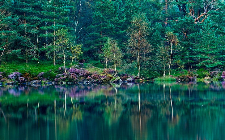 body of water beside trees, landscape, nature, lake, forest, green
