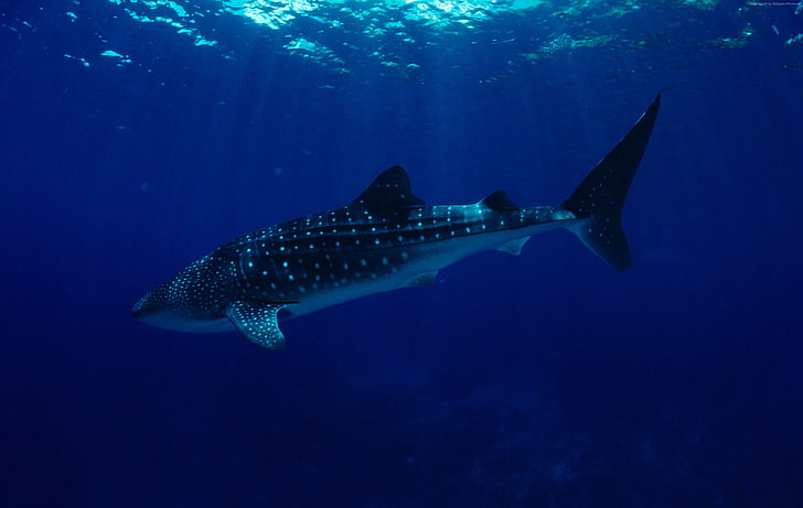 underwater, Sharks, Whale Sharks, Worlds best diving sites, HD wallpaper