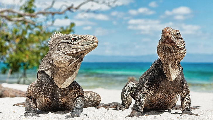 animales, iguanas, playa, reptiles, HD wallpaper