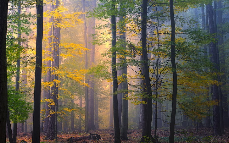 nature, landscape, forest, morning, mist, fall, leaves, trees, HD wallpaper