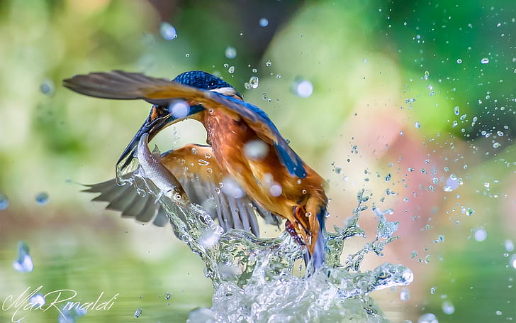 Bird, common kingfisher, water, catch, alcedo atthis, SPRAY, HD wallpaper