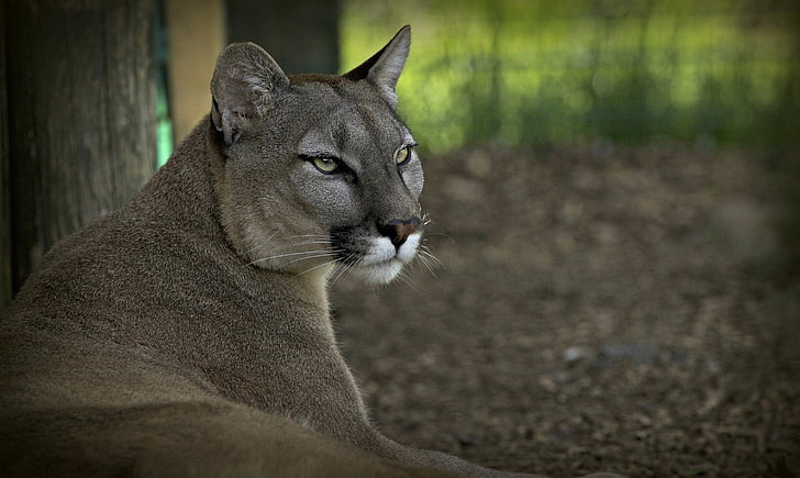 gray animal, puma, cougar, wolf, mountain lion, wildcat, nature