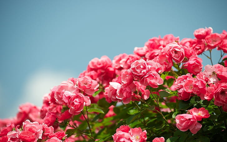 Garden flowers, beautiful red rose, pink roses