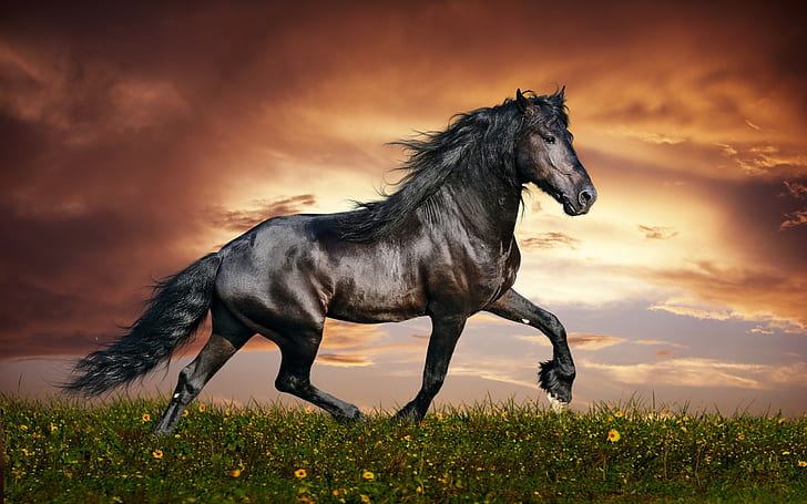 animals, horse, Dark Horse, HD wallpaper