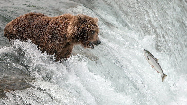 grizzly bear catching fish image, animal, animal wildlife, animal themes, HD wallpaper