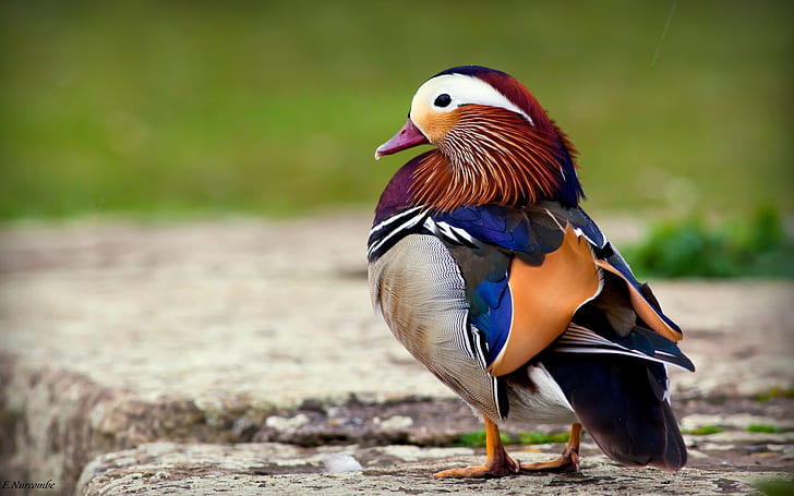 Beautiful feathers of the mandarin duck, HD wallpaper