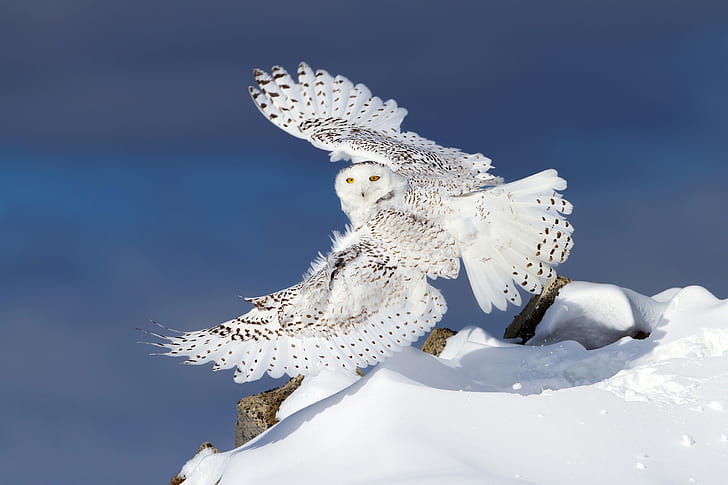 winter, snow, owl, wings, snowy owl, white owl, HD wallpaper