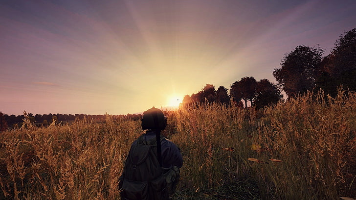person walking on pampas plants at golden hour, video games, DayZ, HD wallpaper