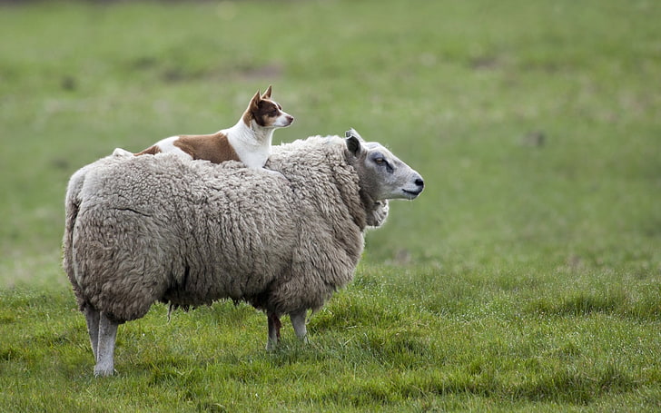 brown sheep and short-coated white and brown dofg, animals, dog