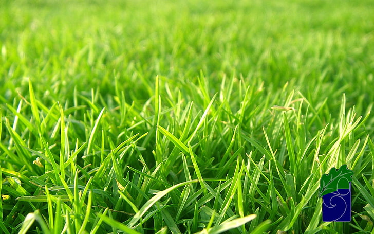 selective focus photo of green grasses, closeup photo of green grass field, HD wallpaper