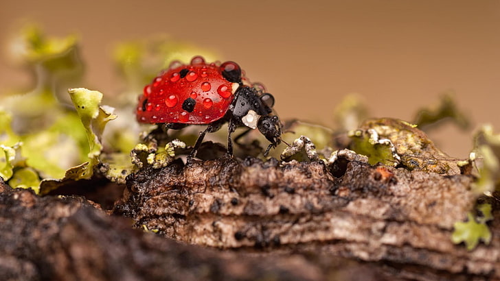 red ladybug, ladybugs, macro, insect, water drops, nature, close-up, HD wallpaper