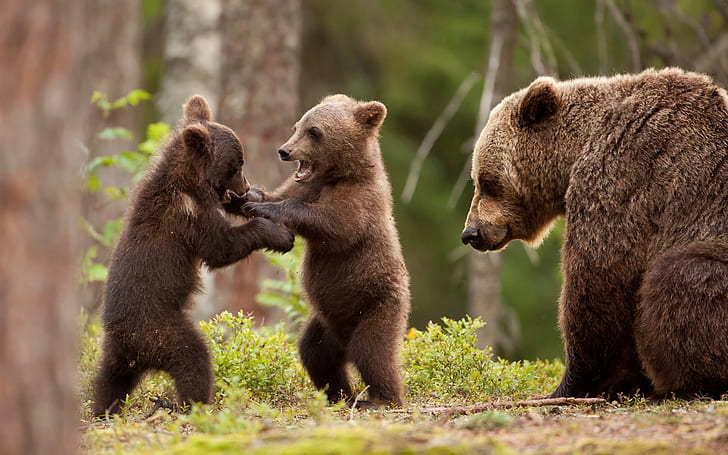 Bear cubs play game, forest, grizzly bear with two cubs