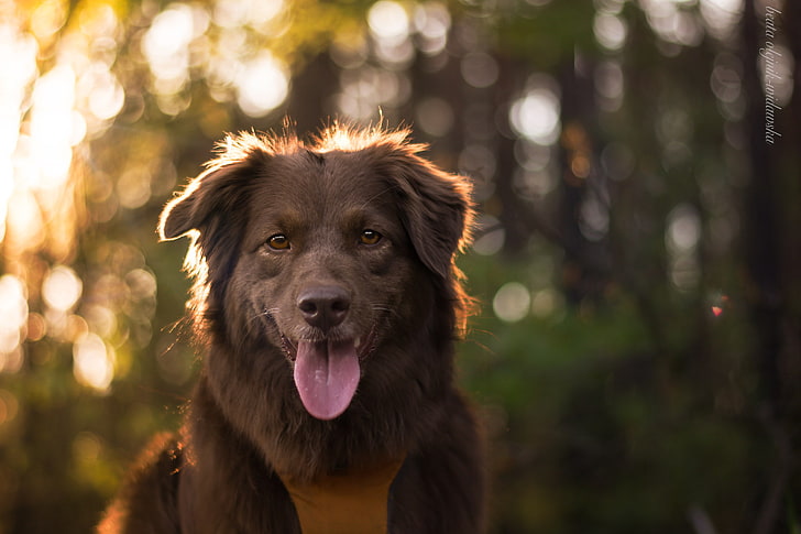 depth of field, sun rays, dog, tongue out, canine, one animal, HD wallpaper