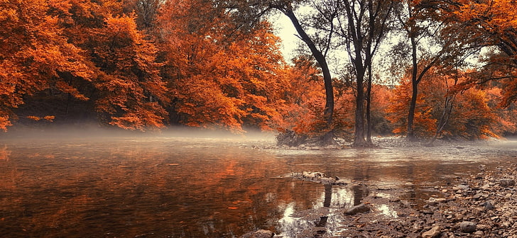 orange leafed tree, trees near body of water under white sky during daytime photogrpahy