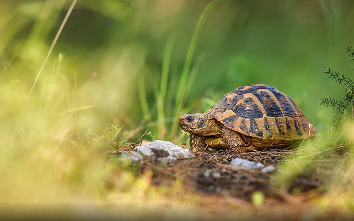 Reptile Hermann’s Tortoise Scientific Name Testudo Hermanni One Of The Five Types Of Turtles Desktop Wallpapers Hd For Your Tablet Computer And Smartphone 3840×2400, HD wallpaper