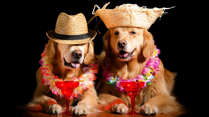 face, flowers, wine, stay, glass, dog, hat, image, black background, HD wallpaper