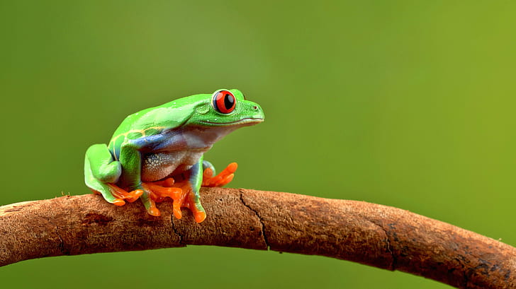 green toad on branch, Hello, Monday, red eyed tree frog, amphibian, HD wallpaper