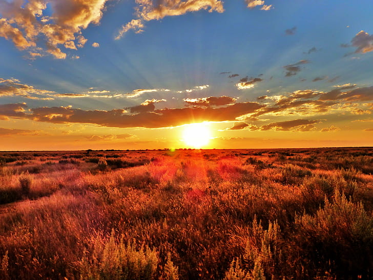 grass field during sunset, south africa, namibia, sunrise  sunset
