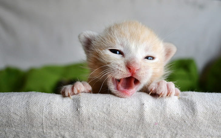 Kitten, baby, pickle, brown and white short fur kitten, snout