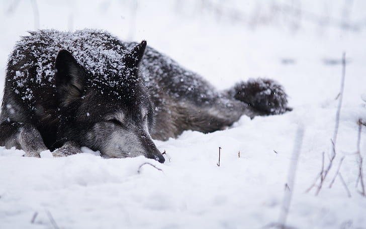 Wolf Snow Winter HD, animals, HD wallpaper