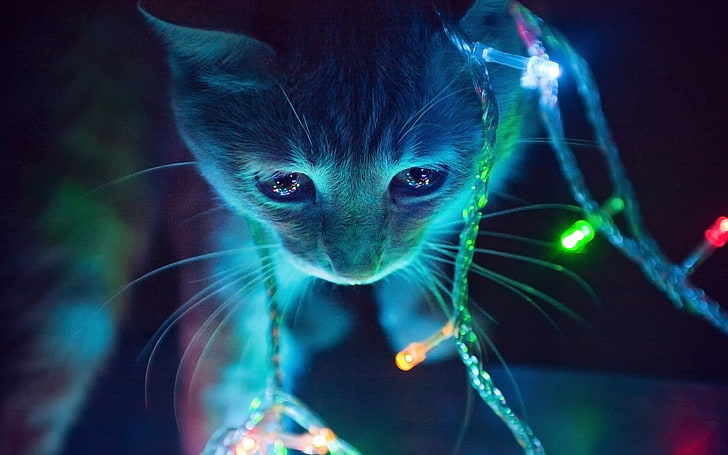 green and pink string lights, shallow focus photography of orange Tabby cat