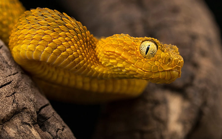 Reptile Atheris Squamigera Bush Viper Poisonous Species Of Endemic Species To West And Central Africa Hd Wallpapers For Desktop Mobile Phones 3840×2400, HD wallpaper