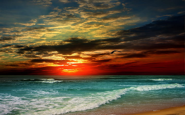 Sunset, beach, sea, waves, tropical, clouds, bird