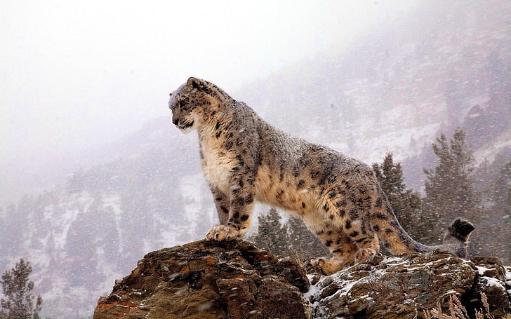 animals, snow leopards, leopard (animal), animal themes, animals in the wild, HD wallpaper