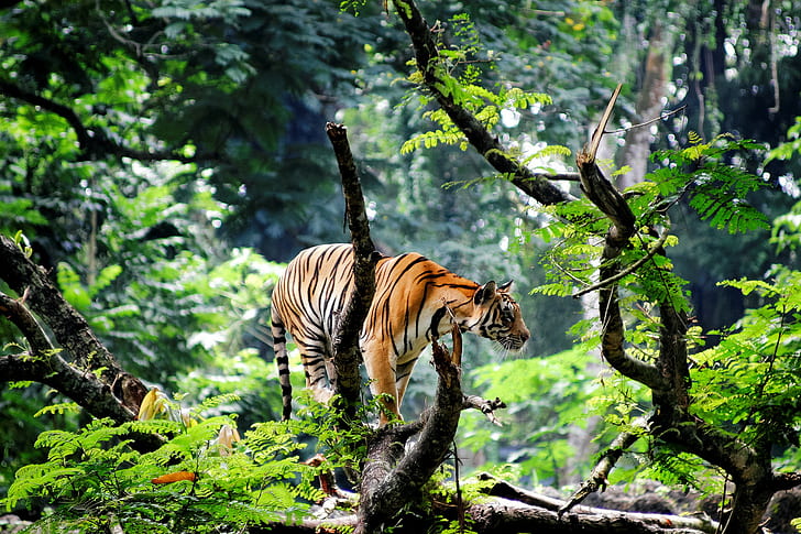 Tiger in the jungle, Asia, india, the young tiger, HD wallpaper