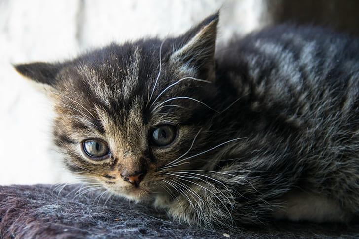 photography of brown Tabby kitten, animal, katt, exif, model, HD wallpaper