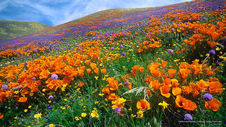 California Poppies, Antelope Valley, California, Spring/Summer, HD wallpaper