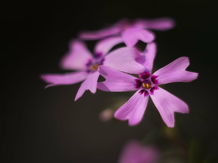 shallow focus photography of purple flower, Togetherness, Blume, HD wallpaper
