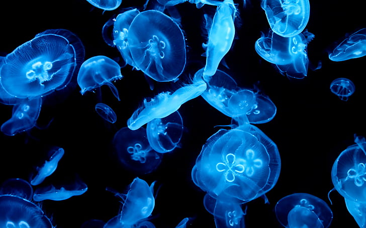 Animal, Jellyfish, Abstract, Blue, Dark, blue jellyfish, HD wallpaper