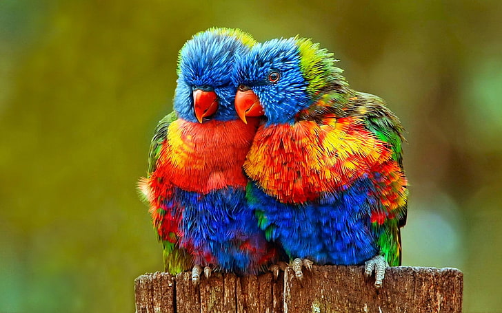 two multicolored birds, Rainbow Lorikeet, Close-Up, Colorful
