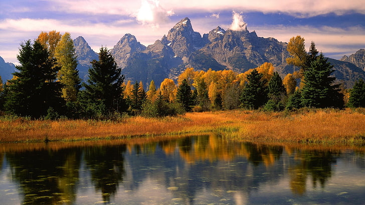 tree, national park, reflection, forest, united states, teton national forest