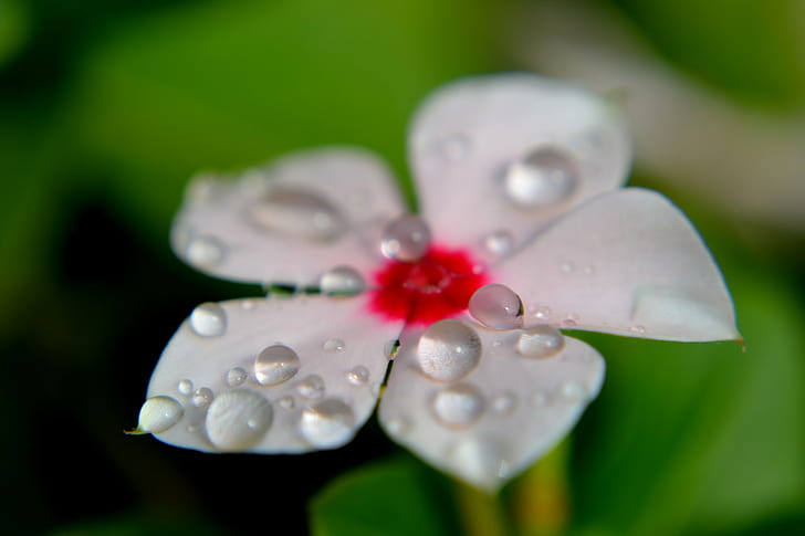 selective focus photography of white Periwinkle with water dew, HD wallpaper