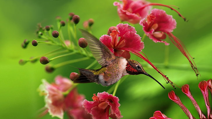brown hummingbird, flight, wings, flap, color, wood, twigs, flowers, HD wallpaper