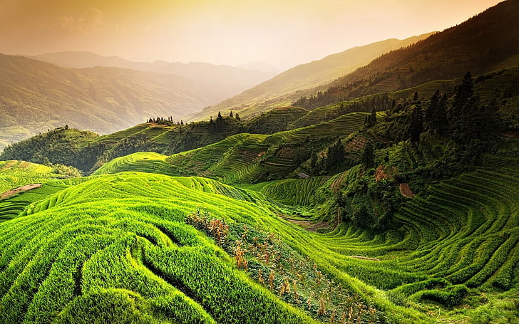 rice terraces field, nature, landscape, rice paddy, China, mountains, HD wallpaper