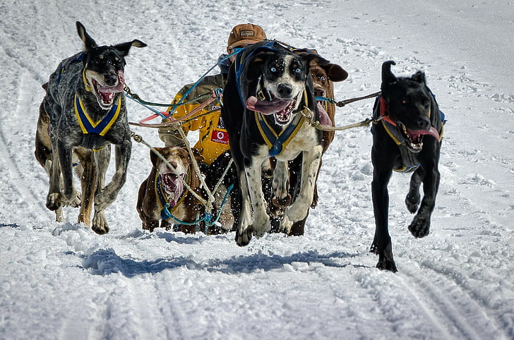 dog, tongues, snow, running, sled