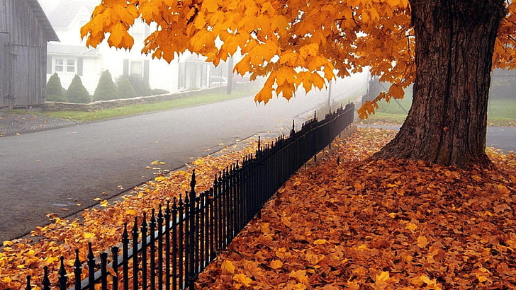 orange-leafed tree, nature, fall, trees, fence, autumn, yellow, HD wallpaper