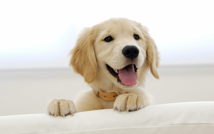 Golden Retriever Puppy, HD wallpaper