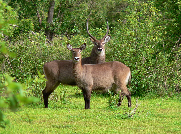 two brown antlers on green grass during daytime, mole, mole, Safari, HD wallpaper