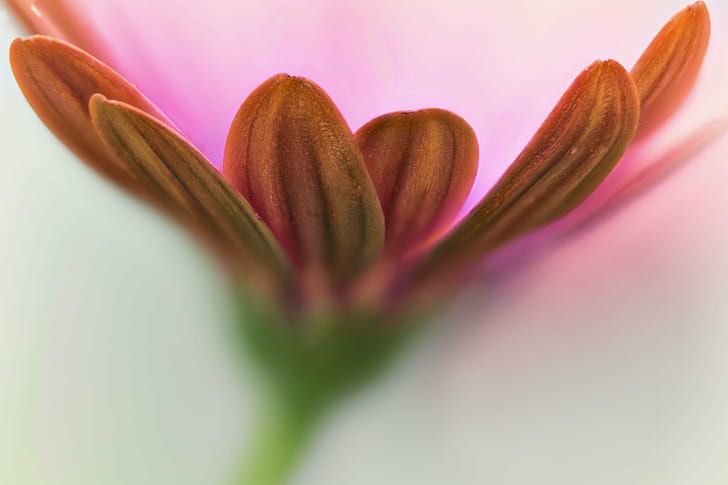 shallow focus photography of a pink Daisy, daisy, flower, floral, HD wallpaper