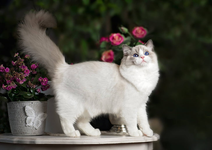 cat, flowers, tail, Ragdoll